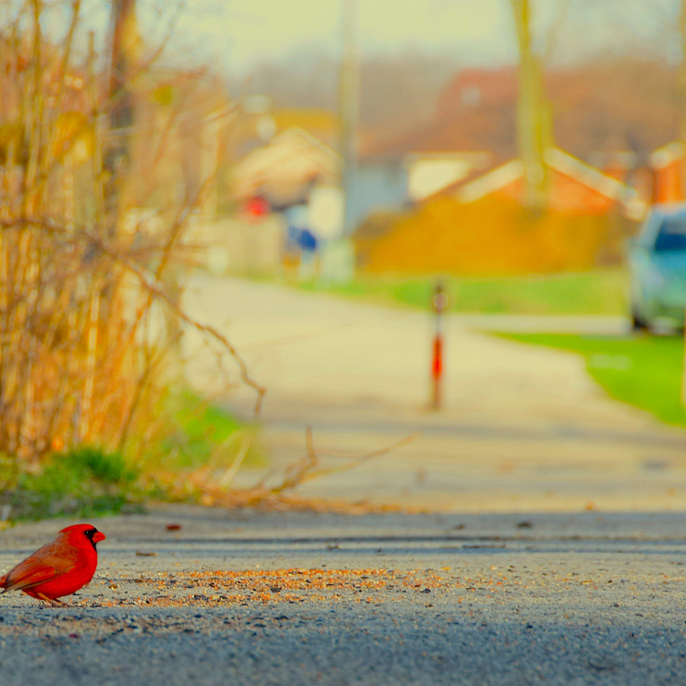 Photo of a Cardinal I took during Covid while on a walk around the trails back home in LaSalle.