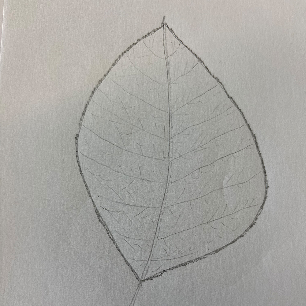 Leaf drawn by my father that was later digitized in Adobe Illustrator.